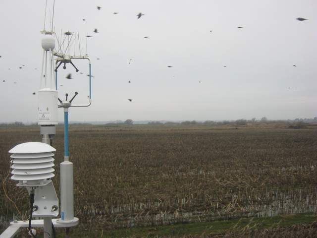 Birds in flight