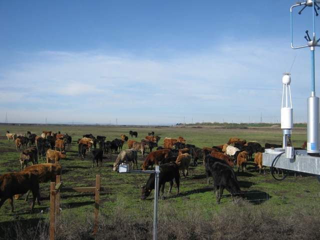 Cows