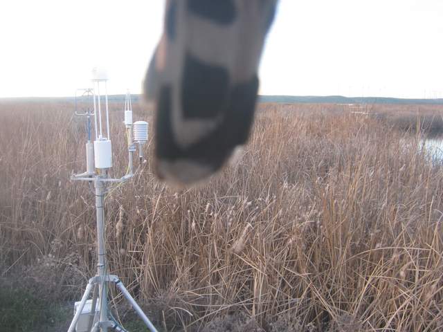 Hawk on camera.