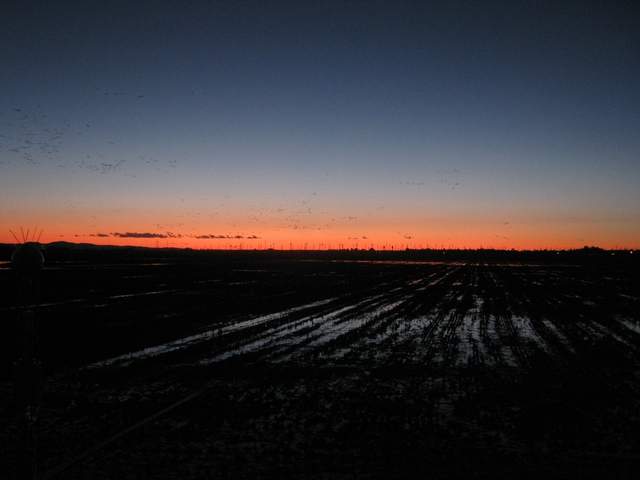 Lots of geese in the air