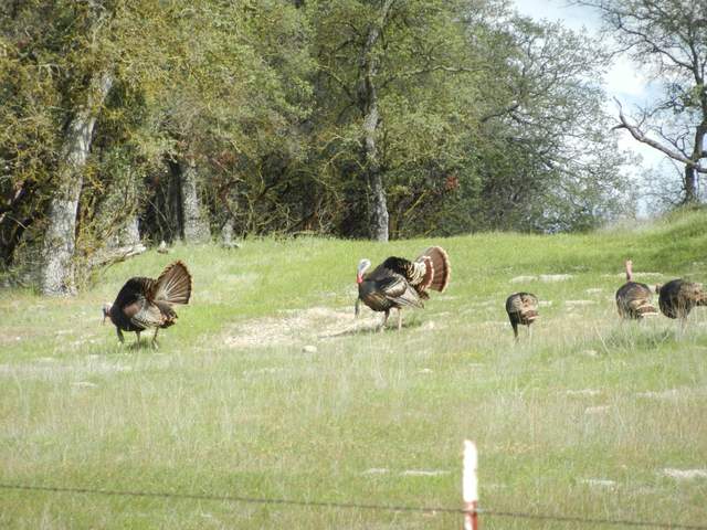  Turkeys