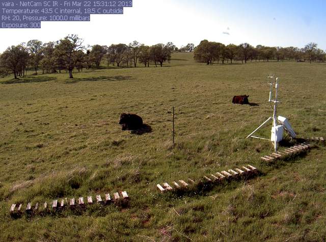 Cows lying down on the job