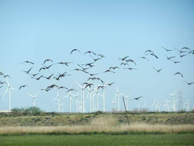 Geese flying over the rice field with windmills in the background