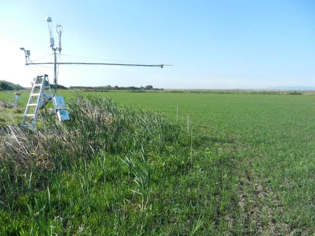 Ground and radiation sensors not seeing typical rice ground cover