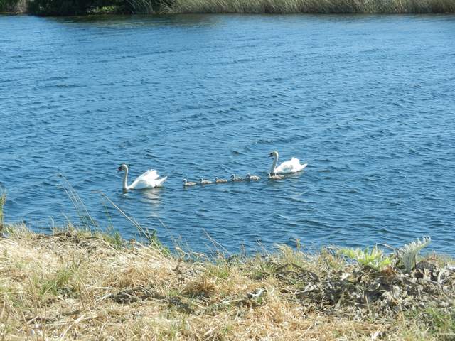 Non-native Mute swans at Mayberry