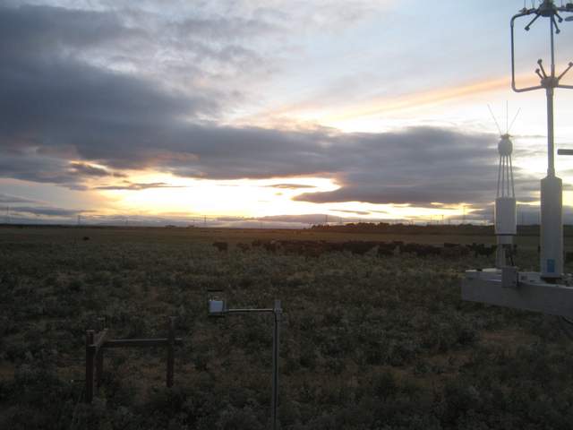 Cows at sunset