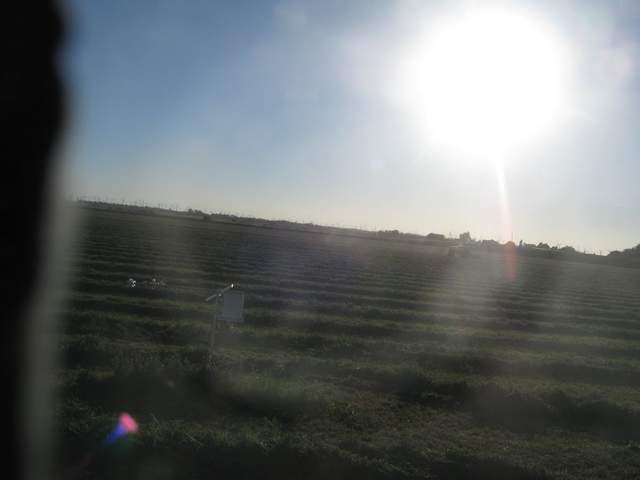 Mowing alfalfa