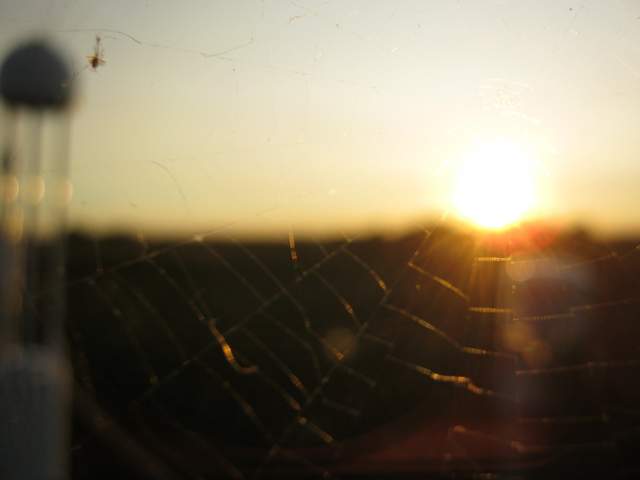 Spider web