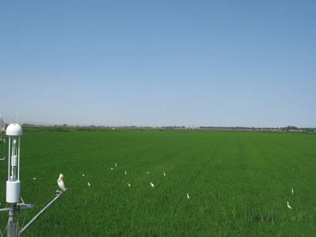 Egrets in the rice, oh so nice