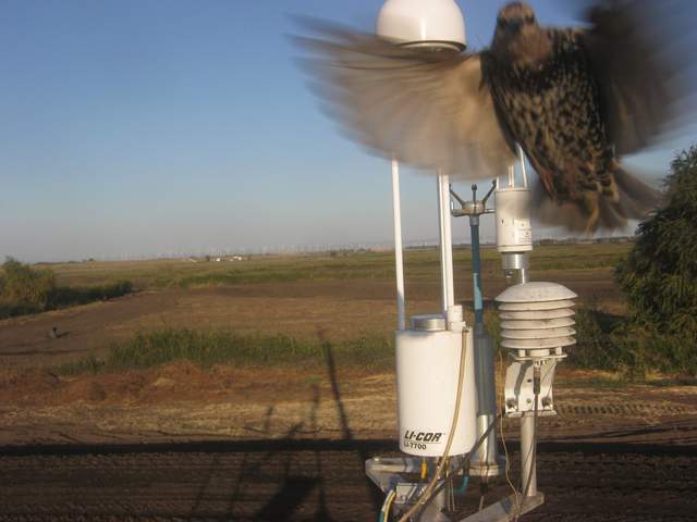 Bird photo-bomb