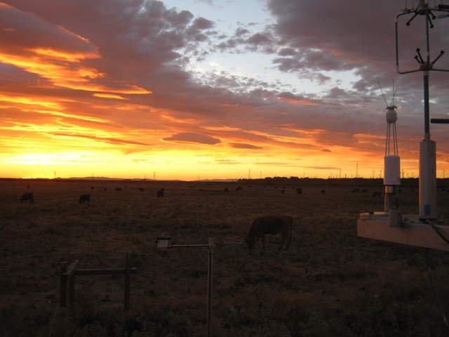 Nice sunset with cows