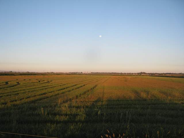 Partial rice harvest