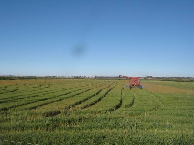 Rice harvest