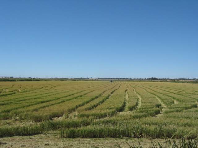 Rice harvest