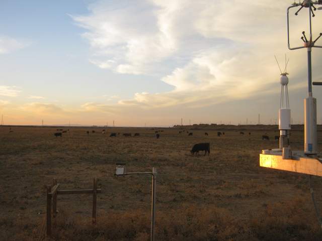 Cows and clouds