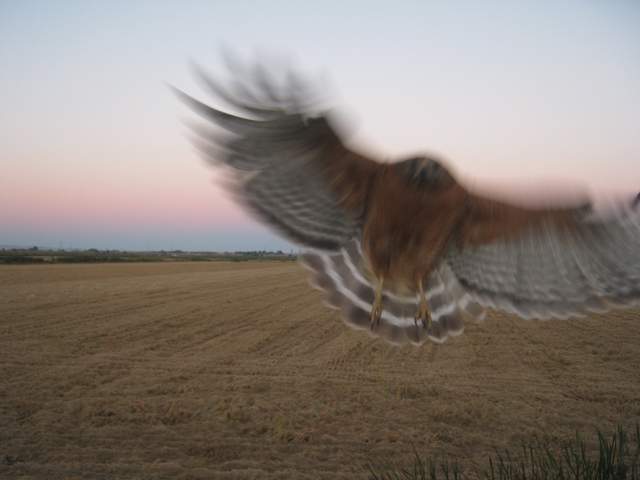 Hawk incoming