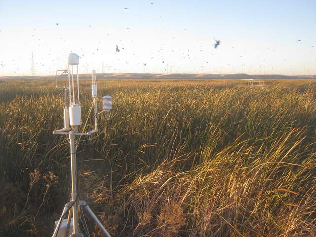 Flock of birds