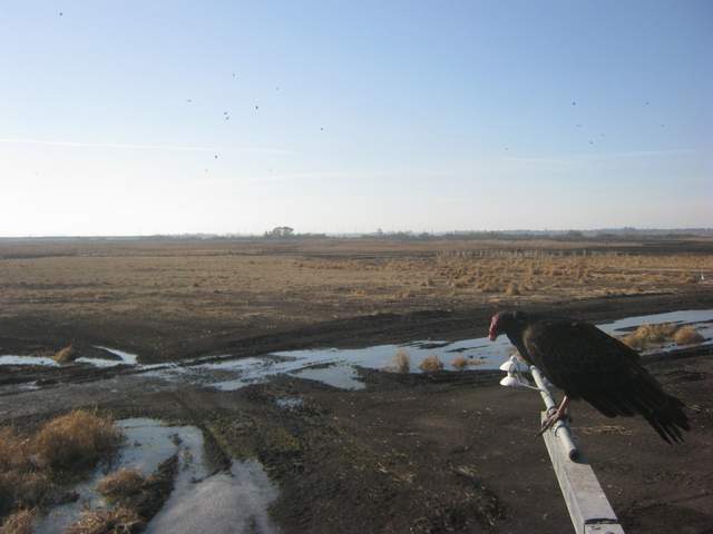 Turkey vulture on radiation boom