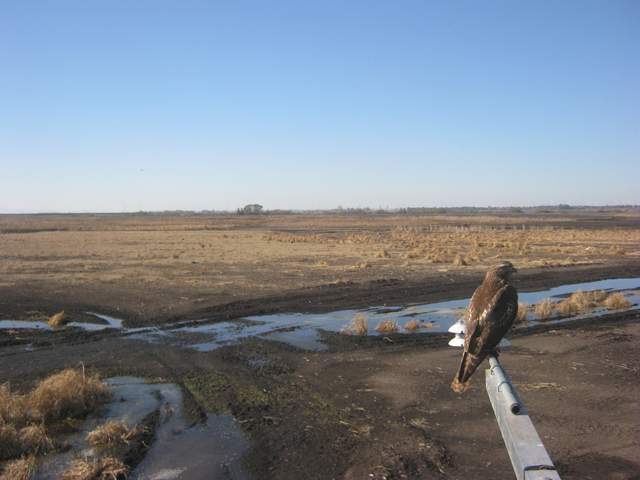 Hawk on radiometer boom