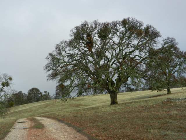  Road Tree