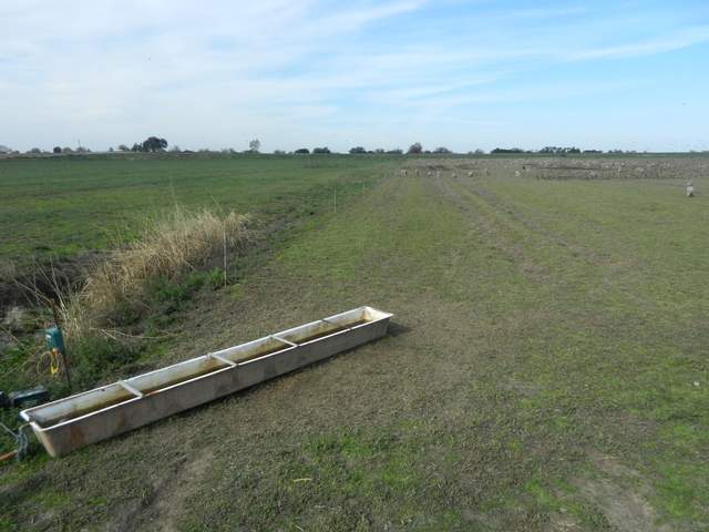 Sheep on the alfalfa field