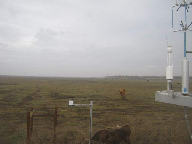 Cow inside fence