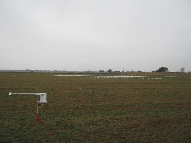 Snow geese