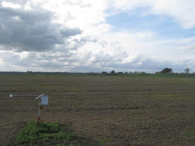 Sheep on field