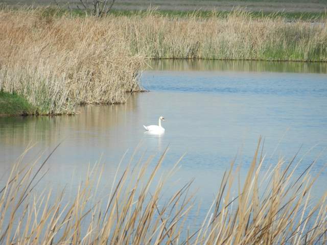 Mute swan in a pond