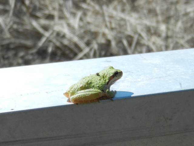 Small, green, warty tree frog