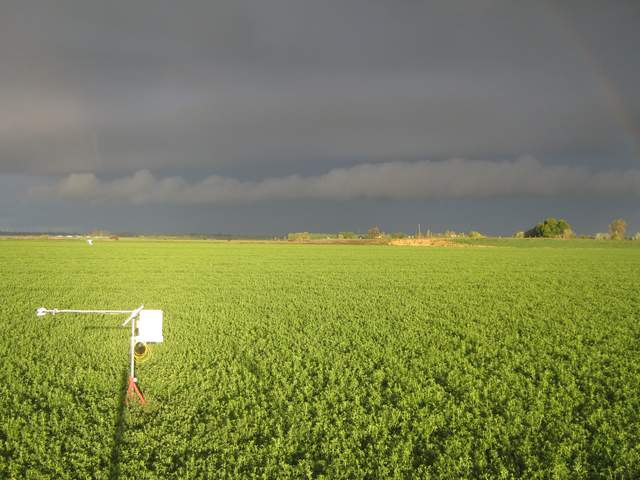 Dark clouds and bright sun on the alfalfa field