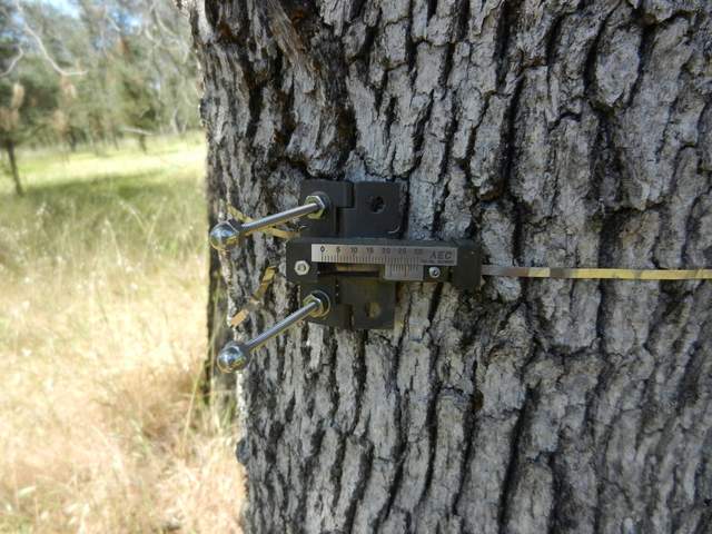 Dendrometer on Tree 11828