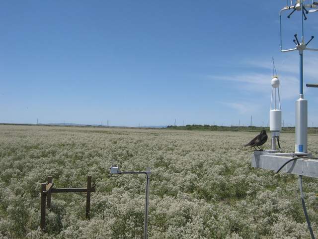 Starling with eddy sensors and pepper weed in full bloom