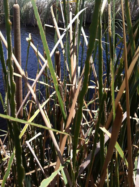 The edges of the cattails look serrated due to all the herbivory