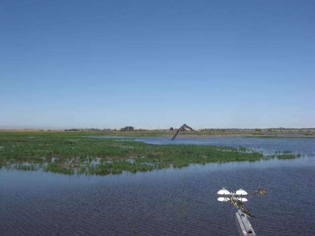 Swallows on boom