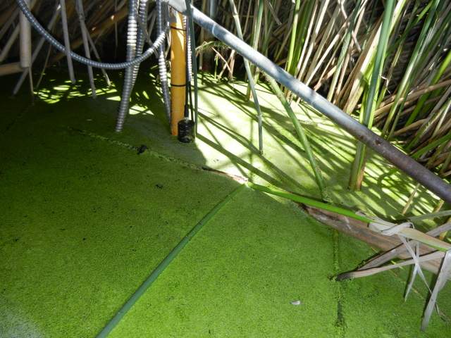 The top of the FR co2 probe is exposed but the bottom half with the filter was still under water.