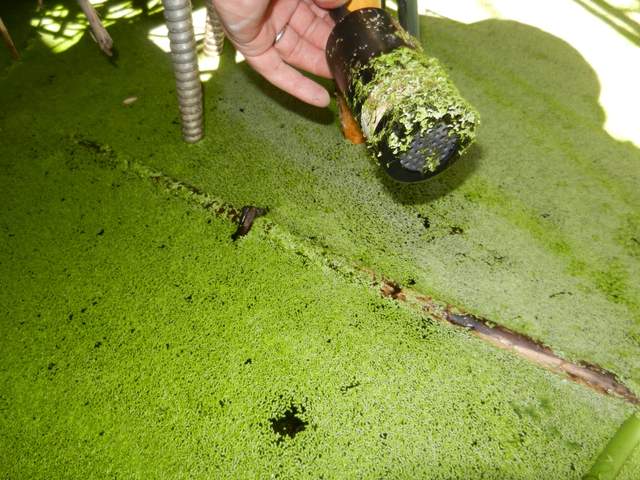 Forerunner CO2 probe pulled out of the duckweed-covered water