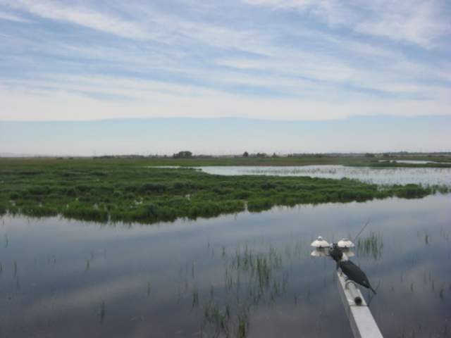 Swallows on the boom