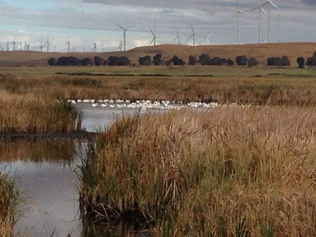 A flock of white pelicans in a pond among brown wetland reeds