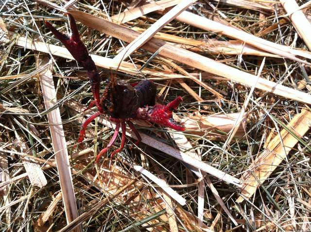 Crayfish greeting us among brown reeds