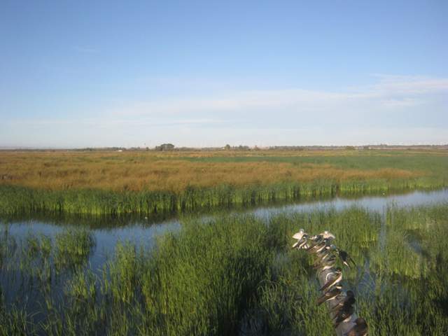 Swallows on the boom