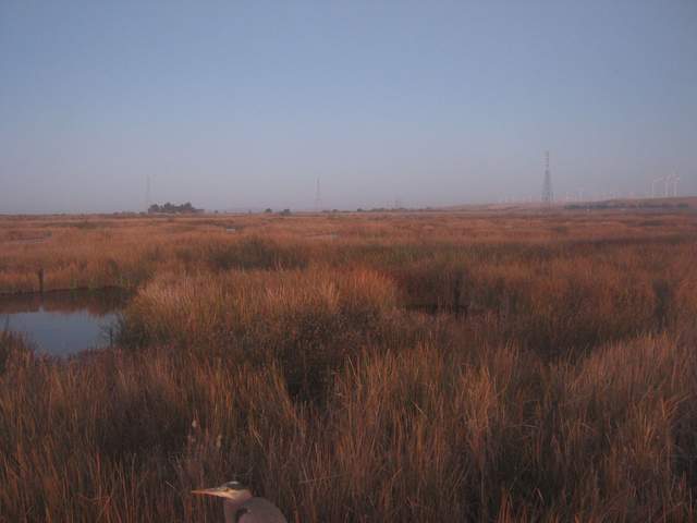 Great Blue Heron on boom