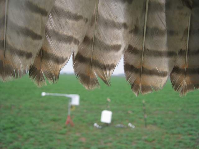 Hawk on camera