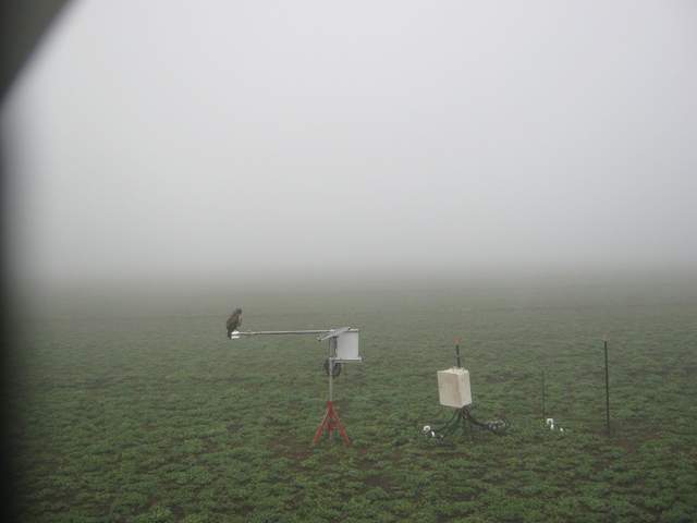 Hawk on radiometers in fog
