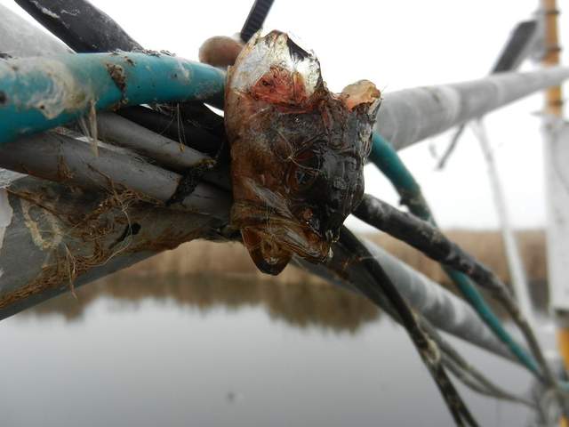 Fish head remains on cables