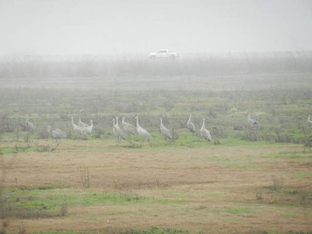 Sandhill cranes on a foggy field