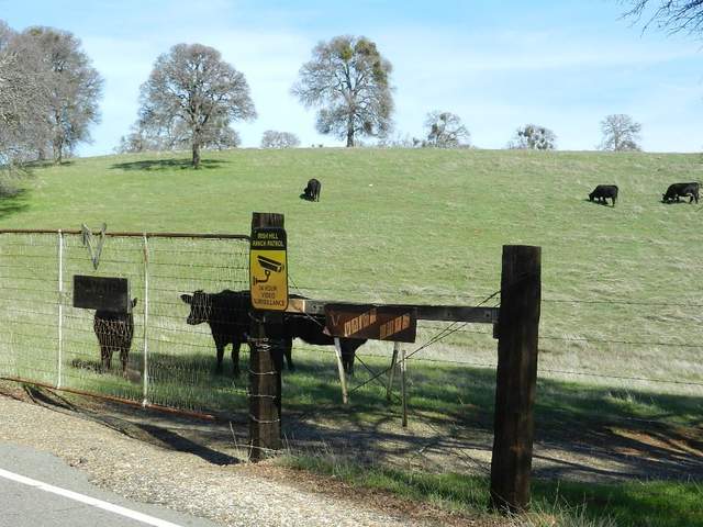 Cows checking out the new sign on the Vaira gate