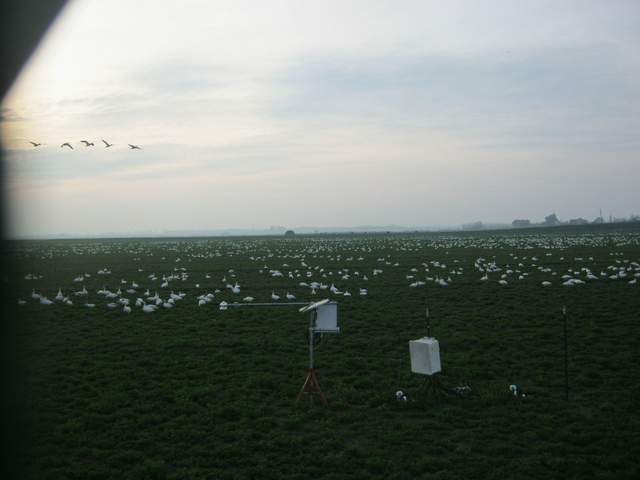 Snow geese