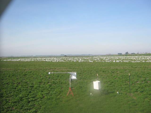 Snow geese