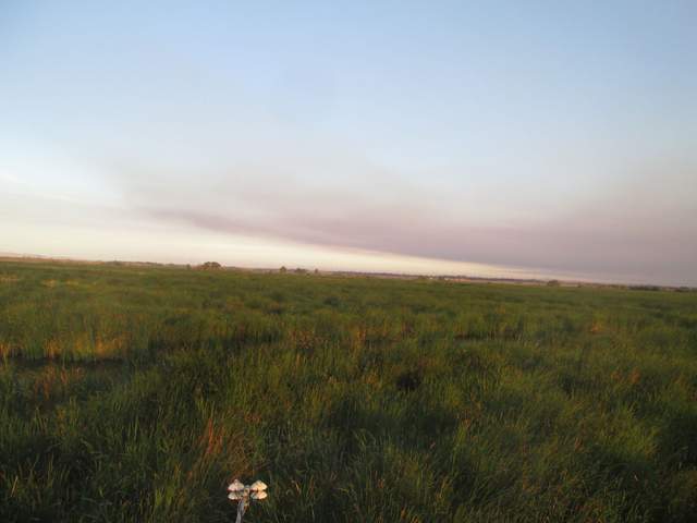 Smoke from wild fires